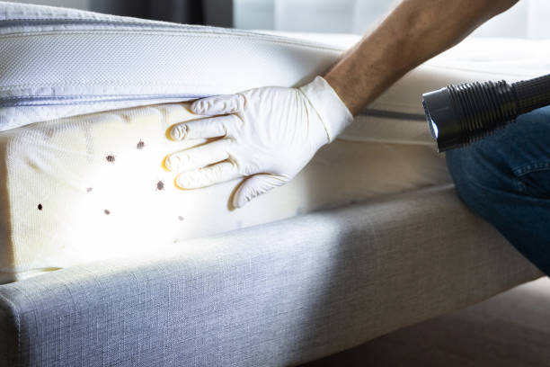 Best Pest Control Near Me  in New Waverly, TX