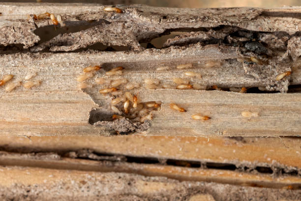 Best Best Pest Control Companies  in New Waverly, TX