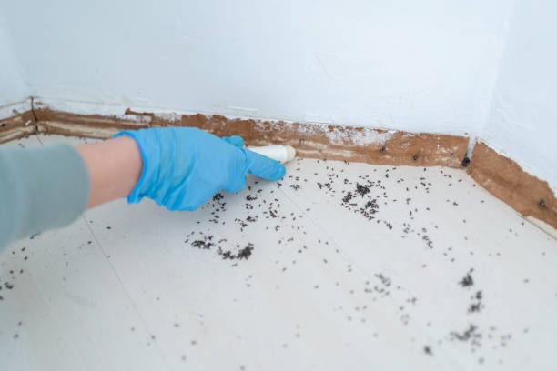 Best Termite Control Services  in New Waverly, TX